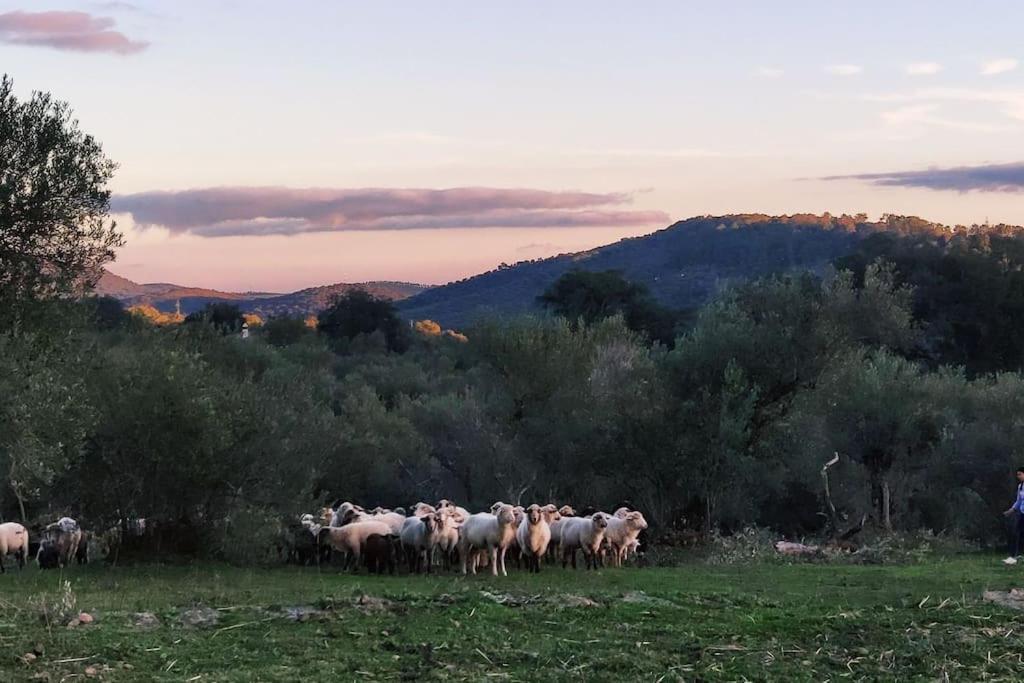 Olivae Βίλα Αραθένα Εξωτερικό φωτογραφία