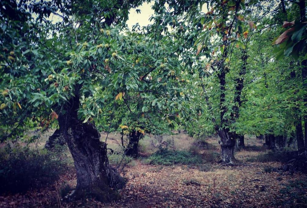 Olivae Βίλα Αραθένα Εξωτερικό φωτογραφία